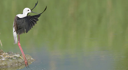 Avifauna